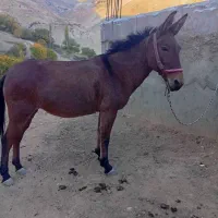 فروش قاطر زرد