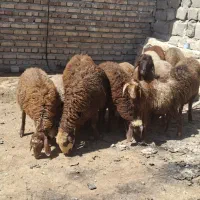 ۱۲ عدد بره نرو ماده