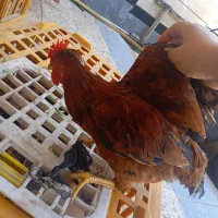 خروس محلی مرغ وجوجه