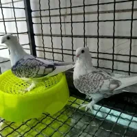 کبوتر دوکت طاووسی
