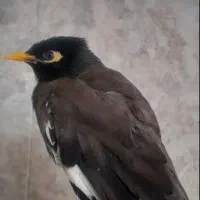 مرغ مینا هوول