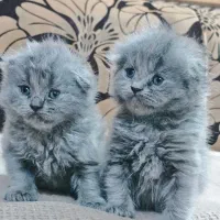 توله گربه اسکاتیش