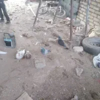 کبوتر سبز.سفید.اوگن.زاغ.سار|پرنده|جغتای, |دیوار