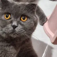 گربه ماده اسکاتیش|گربه|شهریار, شهریار|دیوار