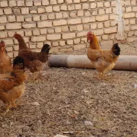 مرغ گلپایگانی جون