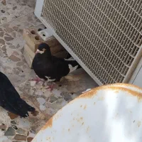 چهار عدد نر