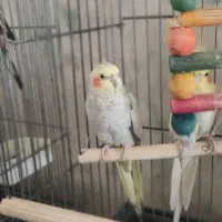 عروس هلندی
