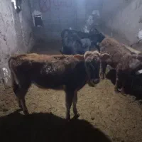 فروش  گوساله صحرایی