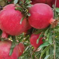 هرس و تمامی خدمات باغداری|خدمات باغبانی و درختکاری|داراب, |دیوار