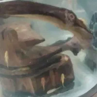 ماهی ،کت پوزه بلو آیز ،رد ماربل۳ سانتی