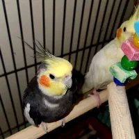 عروس هلندی جفت مولد|پرنده|محمدشهر, شهرک پیام (مهرالبرز)|دیوار