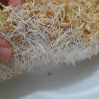 سمنو|خوردنی و آشامیدنی|مشهد, مشکینی (شهرک غرب)|دیوار
