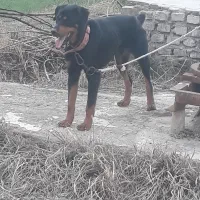 سگ روتوایلر نگهبان