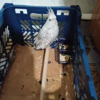 عروس هلندی ایزابلا|پرنده|آذرشهر, |دیوار