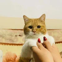 واگذاری گربه میکس پرشین