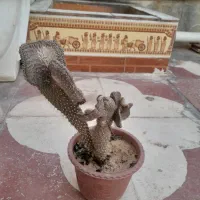 کاکتوس