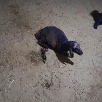 بره ۴ماهه ماده فراهان ماستر