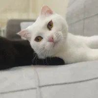 اسکاتیش دودی آنفولد