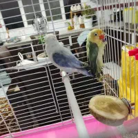 واگذاری طوطی برزیلی