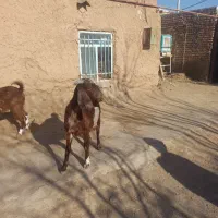 بز و بزغاله|حیوانات مزرعه|تربت جام, کاریز نو سفلی|دیوار