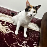 واگذاری کالیکو بالغ