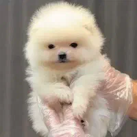 پودل،پامر