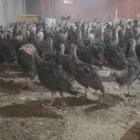 بوقلمون برنز