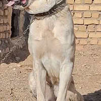 توله نر 9 ماهه|سگ|خلیل آباد, |دیوار