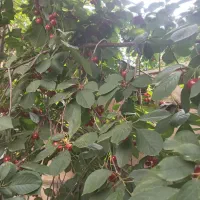 خانه-ویلایی