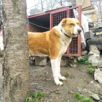 سگ نر|سگ|همدان, |دیوار