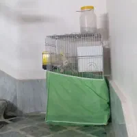 عروس هلندی نر و ماده