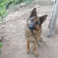 سگ ژرمن