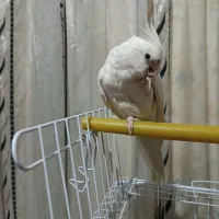 آلبینو ماده کار داده