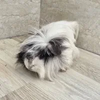 حیوون خونگی خوکچه هندی