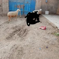 حمیدیه|حیوانات مزرعه|حمیدیه, |دیوار