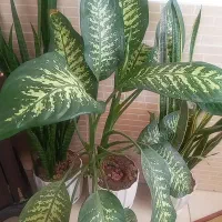 سه عدد گلدان به همراه گل