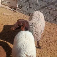 میش هترو|حیوانات مزرعه|مه ولات, |دیوار