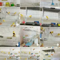 قناری نر خانگی مست خوان|پرنده|تربت‌حیدریه, دیزقند|دیوار