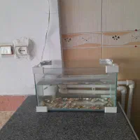 آکواریوم باسه تا ماهی کوپی