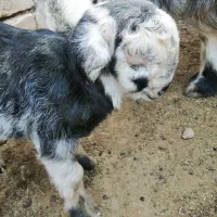 فروش 1راس کره شیری نر