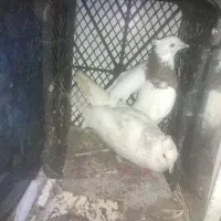 کبوتر|پرنده|دوگنبدان, |دیوار