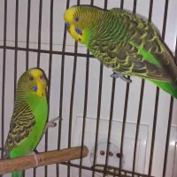 ۲عدد مرغ عشق