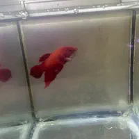 تخفیف ۲۰٪ فایتر به مناسبت بلک فرایدی|ماهی|رشت, کاکتوس|دیوار