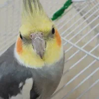 عروس هلندی نر