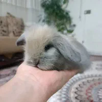 خرگوش اسکاتیش بلو تربیت شده.سگ.گربه.طوطی