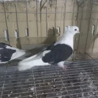 کبوتر نوک ریز ماده