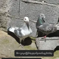 کبوترپلنگ|پرنده|گنبد کاووس, |دیوار