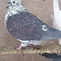 پرنده سرای داش حسن|پرنده|آمل, |دیوار