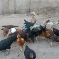 فروش مرغ و خروس لاری|حیوانات مزرعه|بشاریات, |دیوار