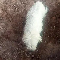 سگ پاکوتاه باهوش